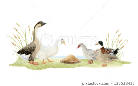 Hand drawn geese and ducks feeding on grass horizontal watercolor illustration isolated on white. Poultry yard waterfowl birds in hand drawn realistic style. Summer farm clipart in brown green 125528435