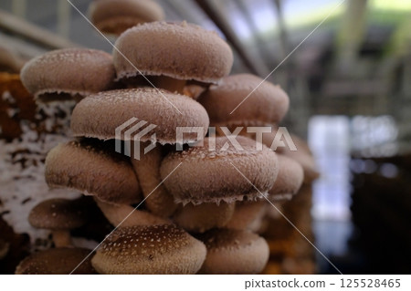 傘狀的香菇很可愛 125528465