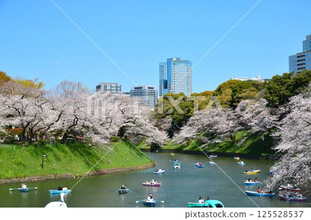 Cherry blossoms at the Imperial Chidorigafuchi Cherry blossoms at the Imperial Chidorigafuchi 125528537