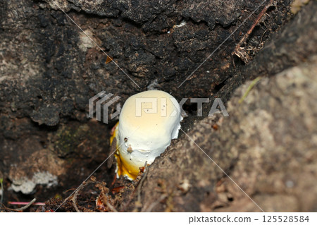 A full front and back view of a Ganoderma lucidum mushroom that resembles the white and yolk of a boiled egg at the base of a tree (strobe macro photography) A full front and back view of a Ganoderma lucidum mushroom that resembles the white and yolk of a boiled egg at the base of a tree (strobe macro photography) 125528584