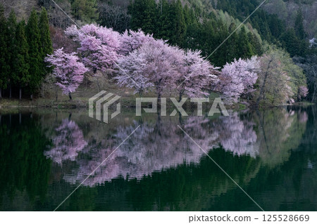 Ooyamazakura blooming on the lake surface, Lake Nakatsuna, Omachi City, Nagano Prefecture 125528669