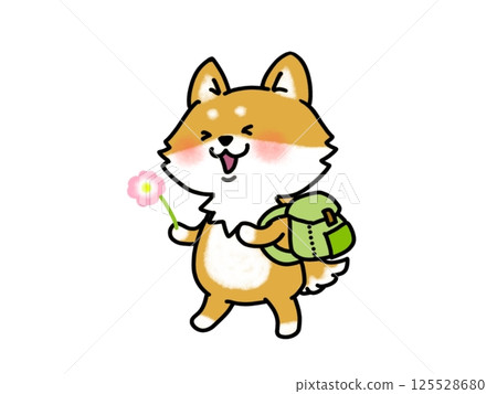 A Shiba Inu going on a fun field trip while picking flowers 125528680