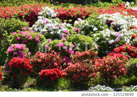 Kyoto Prefectural Botanic Garden 125528690