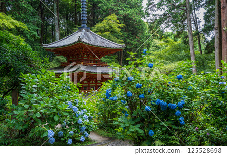 Iwafuneji Temple, the Important Cultural Property three-story pagoda and blooming hydrangeas Iwafuneji Temple, the Important Cultural Property three-story pagoda and blooming hydrangeas 125528698