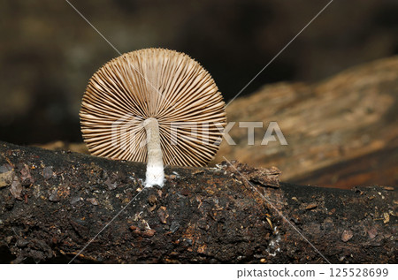The underside and stalk of the cap of a light brown mushroom (on both sides) (macro flash photography in a natural environment) The underside and stalk of the cap of a light brown mushroom (on both sides) (macro flash photography in a natural environment) 125528699