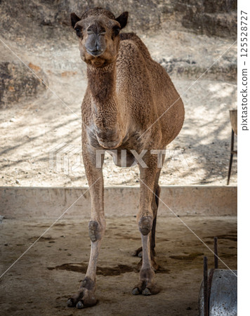 菲律賓的駱駝 125528727