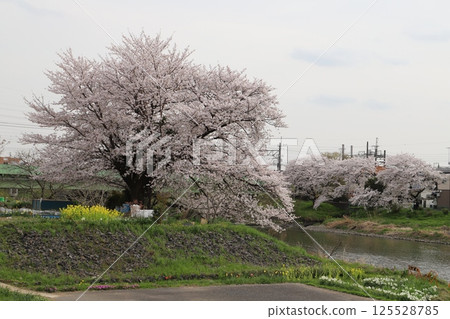 Somei-yoshino cherry blossoms blooming in a riverside park in spring 125528785
