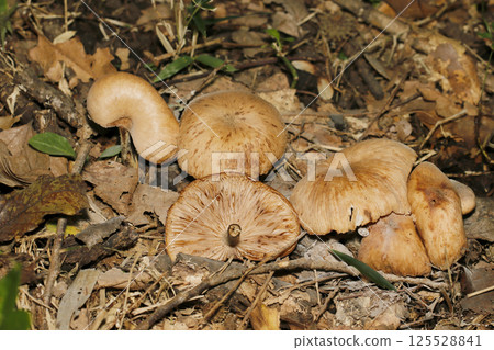 Armillaria mushrooms swarm in moist forest litter (macro strobe photography in natural environment) Armillaria mushrooms swarm in moist forest litter (macro strobe photography in natural environment) 125528841