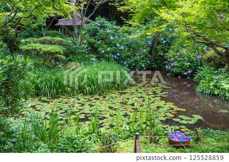 The pond at Gansenji Temple and colorful hydrangeas reflected on its surface 125528859