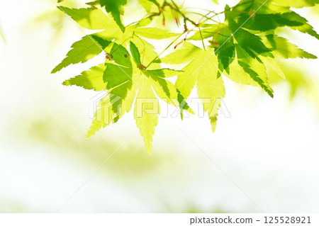 春天的新芽,新綠 春天的新芽,新綠 125528921