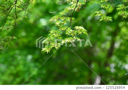 春天的新芽，新綠 125528954