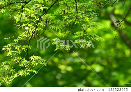 春天的新芽，新綠 125528955