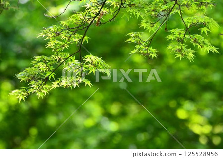 Spring buds and new greenery Spring buds and new greenery 125528956