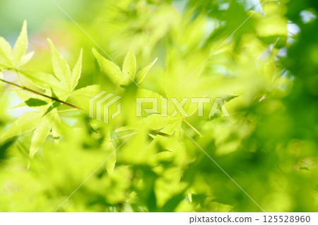 春天的新芽,新綠 春天的新芽,新綠 125528960