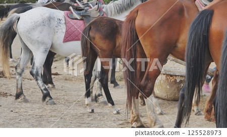 Horses standing together in Crimea near Belogorsk Horses standing together in Crimea near Belogorsk 125528973
