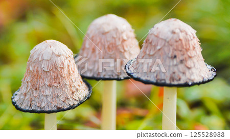 Shaggy ink cap mushrooms growing in green grass Shaggy ink cap mushrooms growing in green grass 125528988