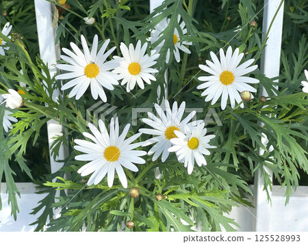 White daisy flowers with green leaves on street near fence in the city, Italy. Seasons and nature. Background for design. White daisy flowers with green leaves on street near fence in the city, Italy. Seasons and nature. Background for design. 125528993