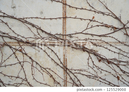 Dry Branches Intertwined on a Gray Concrete Wall Dry Branches Intertwined on a Gray Concrete Wall 125529008