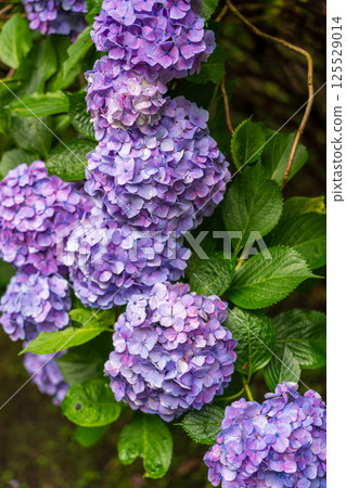 藍紫色繡球花的特寫，綠葉背景模糊 125529014