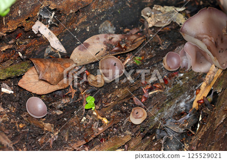 A group of Chamaecyparis obtusifolia mushrooms whose colors blend in with the soil of a wooded area (macro flash photography) A group of Chamaecyparis obtusifolia mushrooms whose colors blend in with the soil of a wooded area (macro flash photography) 125529021