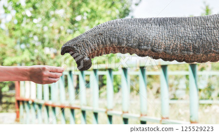 Elephant reaching toward tourist's hand, accepting food during safari park encounter, revealing intimate wildlife connection 125529223