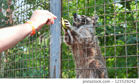 Raccoon inside a cage at the zoo reaches out with its paws to take a piece of fruit from a visitor Raccoon inside a cage at the zoo reaches out with its paws to take a piece of fruit from a visitor 125529242