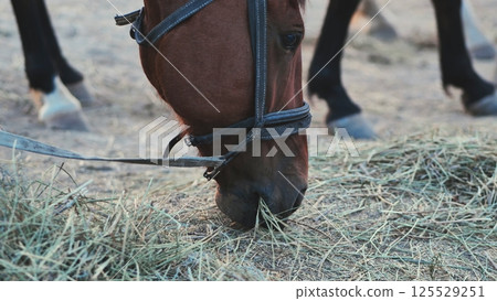 Brown horse eating hay in Crimea near Belogorsk 125529251
