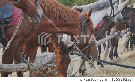 Horses eating hay near wooden fence in Crimea Horses eating hay near wooden fence in Crimea 125529258