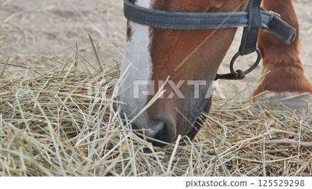 Horse chewing hay within rustic wooden stable, enjoying fresh feed during peaceful barn moment Horse chewing hay within rustic wooden stable, enjoying fresh feed during peaceful barn moment 125529298