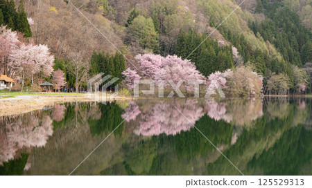 長野縣大町市中綱湖湖面盛開的大山櫻花 125529313
