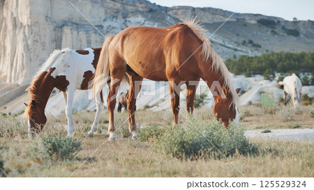 Two horses graze peacefully on a mountainside, enjoying the tranquility of nature with a stunning backdrop of white cliffs 125529324