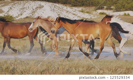 Horses running near Belogorsk in Crimea raising dust at sunset 125529334
