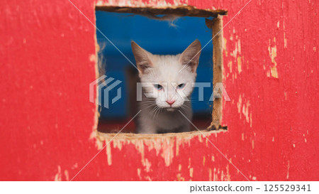 White kitten peeking through hole in red wooden fence 125529341