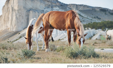Horses grazing near the White Rock in Belogorsk, Crimea 125529379