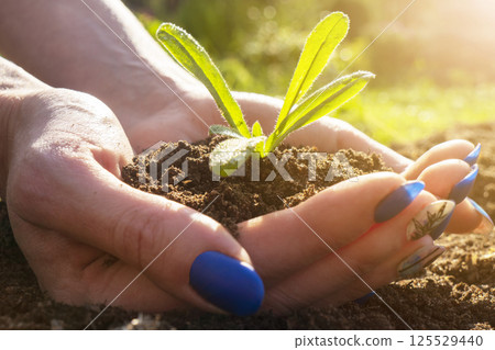 The soil in the hands of young women is planting seedlings. Close up plant in female hands. Care of the environment. Ecology concept. Hand holding young plant with sunlight. 125529440
