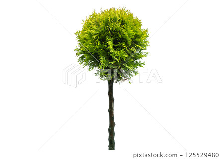 Thuja occidentalis smaragd Isolated on white background with clippong path.Ggreen thuja isolated on white background. Evergreen coniferous tree. Cypress thuja Thuja occidentalis smaragd Isolated on white background with clippong path.Ggreen thuja isolated on white background. Evergreen coniferous tree. Cypress thuja 125529480