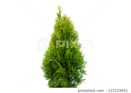 Thuja occidentalis smaragd isolated on white background with clipping path. Green thuja isolated on white background. Evergreen coniferous tree. Cypress thuja Thuja occidentalis smaragd isolated on white background with clipping path. Green thuja isolated on white background. Evergreen coniferous tree. Cypress thuja 125529481