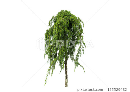 Juniper tree isolated on white background. Ggreen juniper isolated on white background. Evergreen coniferous tree. Juniper tree isolated on white background. Ggreen juniper isolated on white background. Evergreen coniferous tree. 125529482