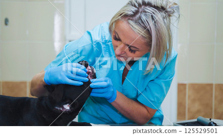 Doctor veterinarian examines the jaws of a dog in a clinic. Doctor veterinarian examines the jaws of a dog in a clinic. 125529501