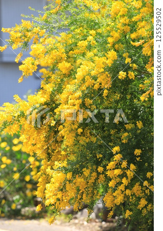 盛開的木蘭 盛開的木蘭 125529502