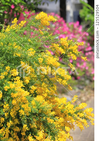 Genisteae in full bloom 125529504