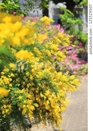 盛開的木蘭 盛開的木蘭 125529507