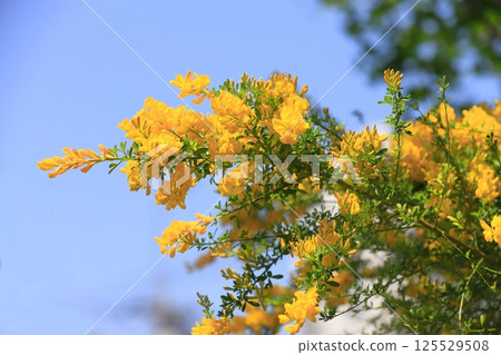Genisteae in full bloom 125529508