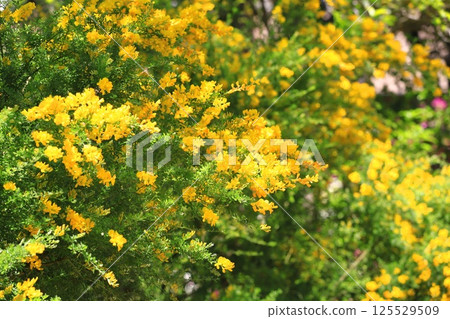 Genisteae in full bloom Genisteae in full bloom 125529509