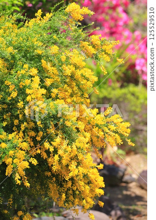 盛開的木蘭 盛開的木蘭 125529510