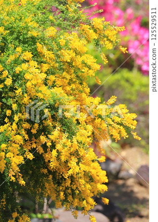 Genisteae in full bloom 125529511