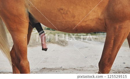 Horse showing penis while standing near Belogorsk, Crimea 125529515