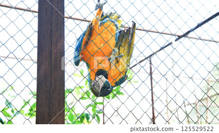Blue-and-yellow macaw hanging upside down on a wire mesh fence Blue-and-yellow macaw hanging upside down on a wire mesh fence 125529522