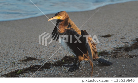 Great cormorant drying wings on Crimean beach at sunset 125529646