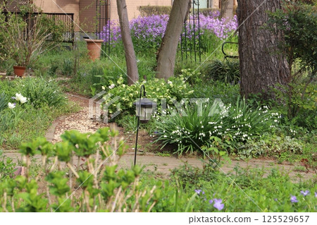 Christmas rose, snowflake and purple bellflower flowers blooming in a residential garden in spring 125529657